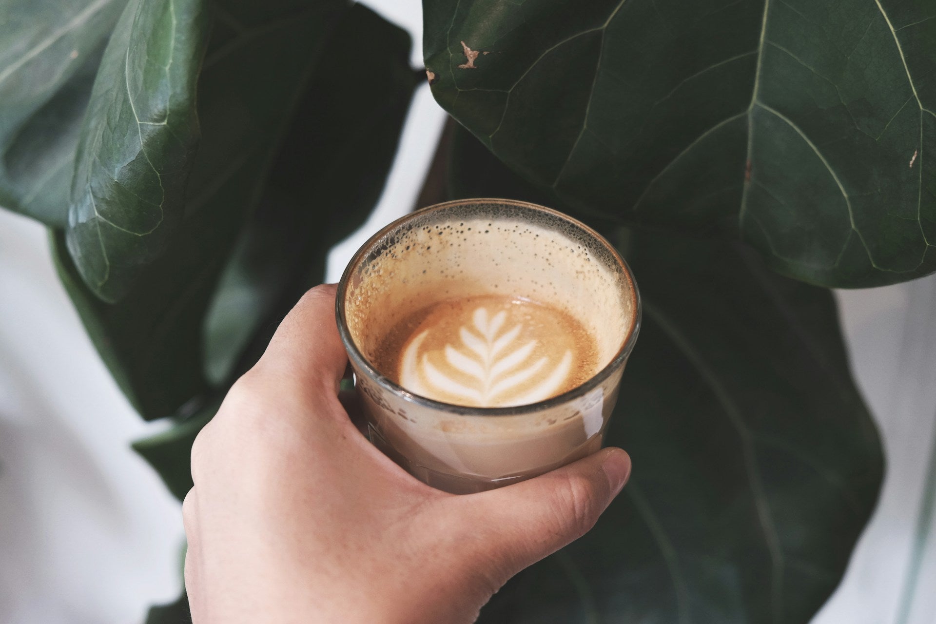 Die Koffein-Dynamik: Cappuccino unter der Lupe